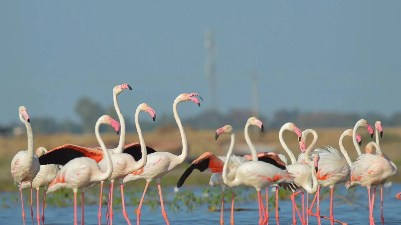 Flamingoes: ಮನಮೋಹಕ ಫ್ಲೆಮಿಂಗೊ ನೋಡಲು ಭಾರತದ ಈ ತಾಣಗಳಿಗೆ ಭೇಟಿ ನೀಡಿ - Image 7