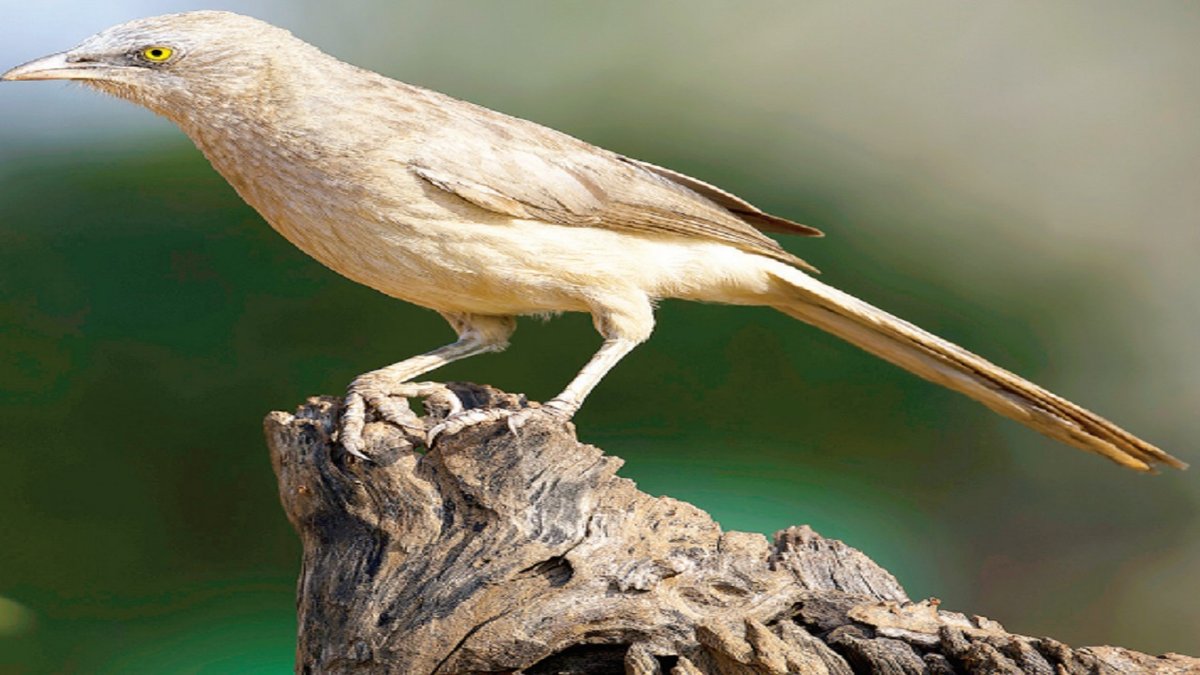 Bird 2 R