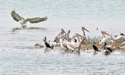 Sudhakar D Column: ಹಲಸೂರು ಕೆರೆಯಲ್ಲಿ ನೀರುಹಕ್ಕಿಗಳು !