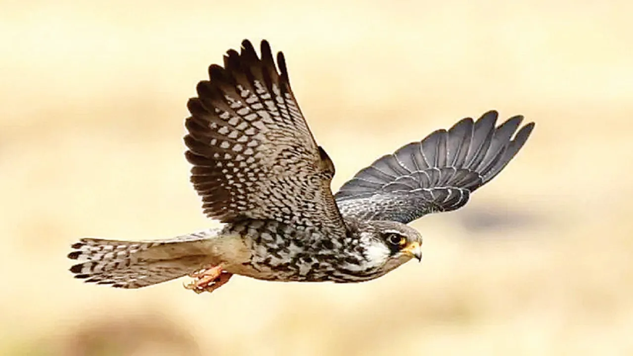 Bird