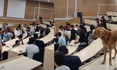 ಕ್ಲಾಸ್ ರೂಮ್ ನಲ್ಲಿ ರಾಜರೋಷವಾಗಿ ಕುಳಿತ ಡೋಗೇಶ್ ಭಾಯ್: ವಿಡಿಯೊ ನೋಡಿ!