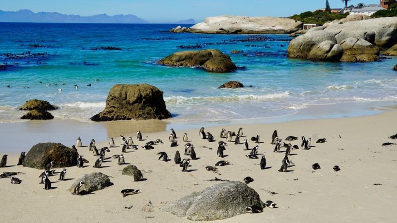 Boulders beach South Africa