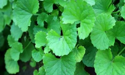 ಬ್ರಾಹ್ಮಿ ಎಲೆ ಸೇವನೆಯಿಂದಾಗುವ ಪ್ರಯೋಜನವೇನು?