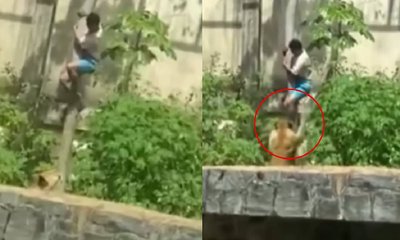 ಸಿಂಹಿಣಿಯ ಆವರಣಕ್ಕೆ ನುಗ್ಗಿ ದುರಂತ ಅಂತ್ಯ ಕಂಡ ಯುವಕ: ಭಯಾನಕ ವಿಡಿಯೊ ವೈರಲ್