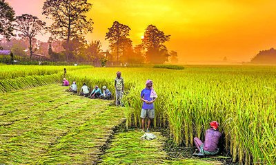 ಕೃಷಿ, ಹೈನುಗಾರಿಕೆ ಕ್ಷೇತ್ರಕ್ಕೆ ಬಜೆಟ್‌ನಲ್ಲಿ ಸಿಕ್ಕಿದ್ಧೇನು?