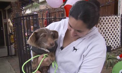 ನಾಪತ್ತೆಯಾದ ನಾಯಿ ಬರೋಬ್ಬರಿ 5 ವರ್ಷದ ಬಳಿಕ ಪತ್ತೆ