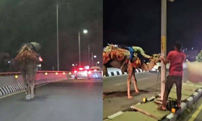 ಹೈದರಾಬಾದ್ ಎಕ್ಸ್‌ಪ್ರೆಸ್‌ವೇಯಲ್ಲಿ ಒಂಟೆ ಮೇಲೆ ವ್ಯಕ್ತಿಯ ಸವಾರಿ