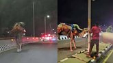 ಹೈದರಾಬಾದ್ ಎಕ್ಸ್‌ಪ್ರೆಸ್‌ವೇಯಲ್ಲಿ ಒಂಟೆ ಮೇಲೆ ವ್ಯಕ್ತಿಯ ಸವಾರಿ