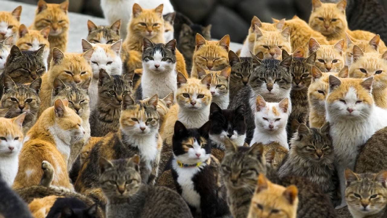 Cat Island: ಮನುಷ್ಯರಿಗಿಂತಲೂ ಬೆಕ್ಕುಗಳೇ ಹೆಚ್ಚು ಈ  ದ್ವೀಪದಲ್ಲಿ! ಎಲ್ಲಿದೆ ಇದು?