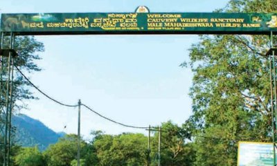 ಕಾವೇರಿ ವನ್ಯಧಾಮದಲ್ಲಿ ಎರಡು ಹುಲಿ ಮರಿಗಳ ಸಾವು