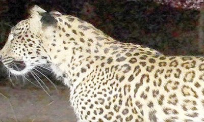 ಗಂಧದ ಬಣ್ಣದ ಚಂದನ ಚಿರತೆ