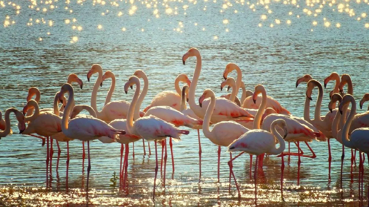 Flamingoes: ಮನಮೋಹಕ ಫ್ಲೆಮಿಂಗೊ ನೋಡಲು ಭಾರತದ ಈ ತಾಣಗಳಿಗೆ ಭೇಟಿ ನೀಡಿ - Image 6
