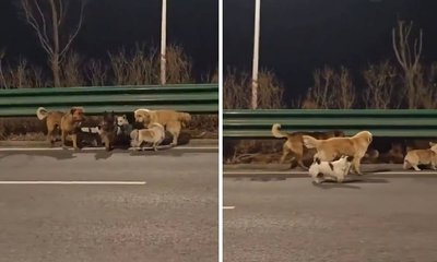 ಅಪಹರಣಕಾರರಿಂದ ತಪ್ಪಿಸಿಕೊಂಡು ಮನೆ ಸೇರಿದ ಸಾಕು ನಾಯಿಗಳು