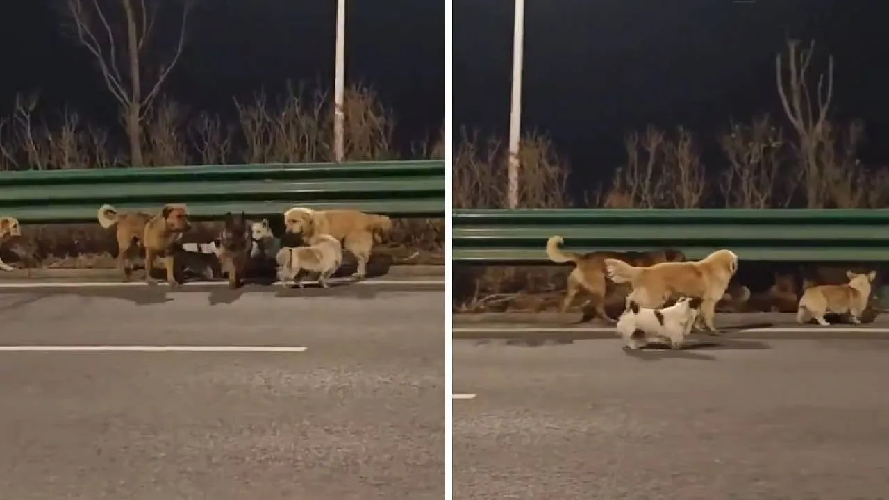 ಕಿಡ್ನಾಪರ್‌ ಬಳಿಯಿಂದ ತಪ್ಪಿಸಿಕೊಂಡು 17 ಕಿಲೋ ಮೀಟರ್‌ ನಡೆದು ಮನೆ ಸೇರಿದ 7 ಶ್ವಾನಗಳು