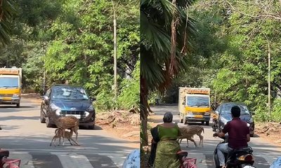 ಮರಿಗೆ ಹಾಲುಣಿಸಲು ರಸ್ತೆ ಮಧ್ಯೆಯೇ ನಿಂತ ತಾಯಿ ಜಿಂಕೆ: ಕ್ಯೂಟ್ ವಿಡಿಯೊ ನೋಡಿ