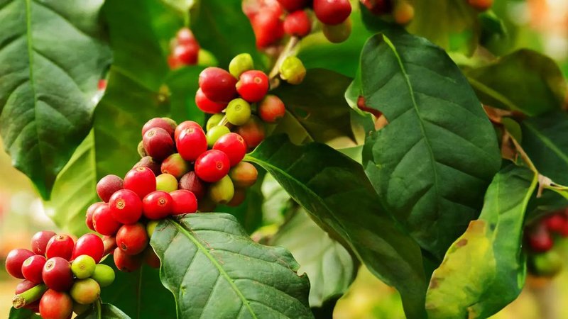 Coffee Plant