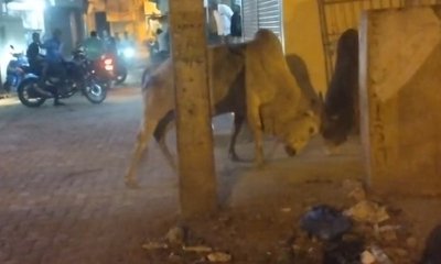 ಗೂಳಿಗಳ ಹಾವಳಿ: ಸಾರ್ವಜನಿಕರು ಓಡಾಡಲು ಭಯ ಪಡುವ ಪರಿಸ್ಥಿತಿ ನಿರ್ಮಾಣ