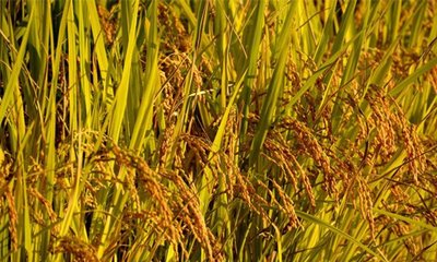 Rajashree T Rai Column : ರಾಗಿ ಮತ್ತು ಭತ್ತದ ಗೆಳೆತನ !