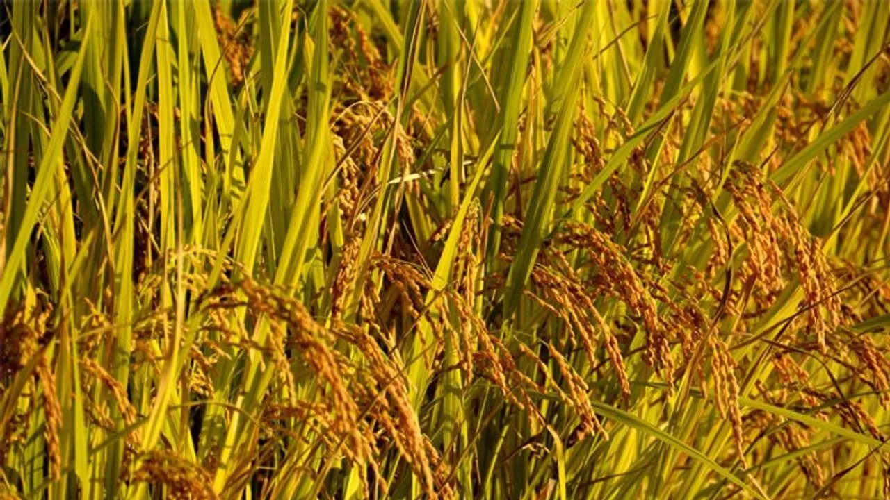 Rajashree T Rai Column : ರಾಗಿ ಮತ್ತು ಭತ್ತದ ಗೆಳೆತನ !