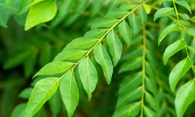 ಕರಿಬೇವಿನ ಎಲೆಗಳ ಆರೋಗ್ಯ ಪ್ರಯೋಜನಗಳು!