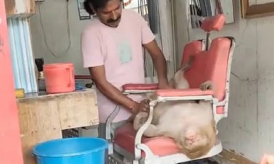 ಸಲೂನ್‌ಗೆ ಬಂದ ವಿಶೇಷ ಅತಿಥಿ ನೋಡಿ ಫಿದಾ ಆದ ನೆಟ್ಟಿಗರು