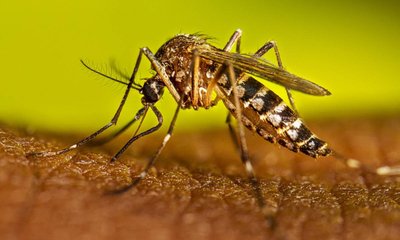 ಮಲೇರಿಯಾ ಅಥವಾ ಡೆಂಗ್ಯು; ಪತ್ತೆ ಹಚ್ಚುವುದು ಹೇಗೆ?