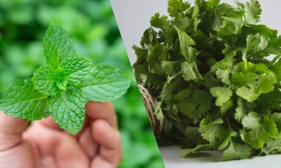 ಪುದೀನಾ-ಕೊತ್ತಂಬರಿ ಸೊಪ್ಪು: ಯಾವುದು ದೇಹಕ್ಕೆ ಹಿತ?