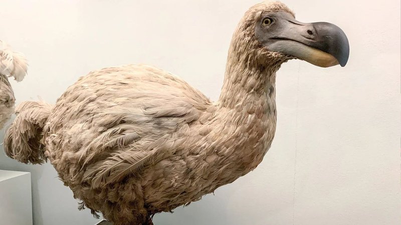 Dodo