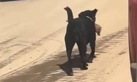 ಆಸ್ಪತ್ರೆಗೆ ನುಗ್ಗಿ ರೋಗಿಯ ಕಾಲು ಹೊತ್ತೊಯ್ದ ನಾಯಿ!