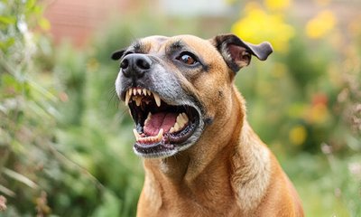 ಮಹಿಳೆ ಮೇಲೆ ದಾಳಿ ಮಾಡಿದ ನಾಯಿ; ಸಂತ್ರಸ್ತೆಗೇ ಕಪಾಳ ಮೋಕ್ಷ ಮಾಡಿದ ಮಾಲಕಿ