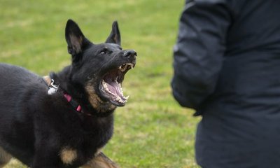 ಬೀದಿ ನಾಯಿ ದಾಳಿಯಿಂದ ಮೃತಪಟ್ಟವರು, ಗಾಯಾಳುಗಳಿಗೆ ಪರಿಹಾರ ಘೋಷಣೆ