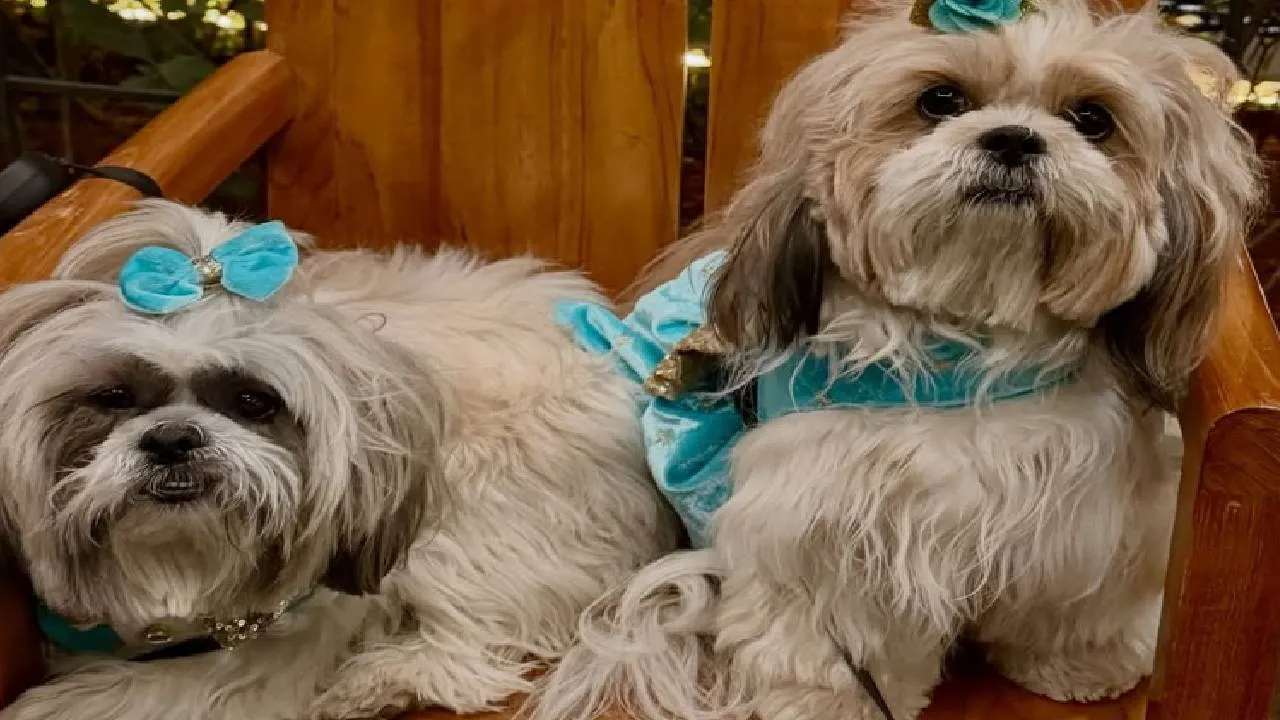 Dog Fashion 2026: ನಾಯಿಮರಿಗಳಿಗೂ ಬಂತು ವೆಡ್ಡಿಂಗ್ ಫ್ಯಾಷನ್‌ವೇರ್ಸ್! - Image 1