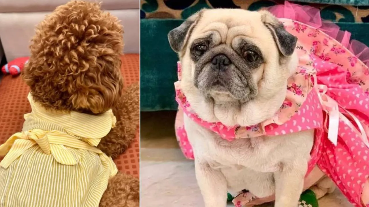 Dog Designewears: ನಿಮ್ಮನೆ ಮುದ್ದು ನಾಯಿಮರಿಗಳಿಗೂ ಬಂತು ಕಲರ್‌ಫುಲ್ ಡಿಸೈನರ್‌ವೇರ್ಸ್ - Image 2
