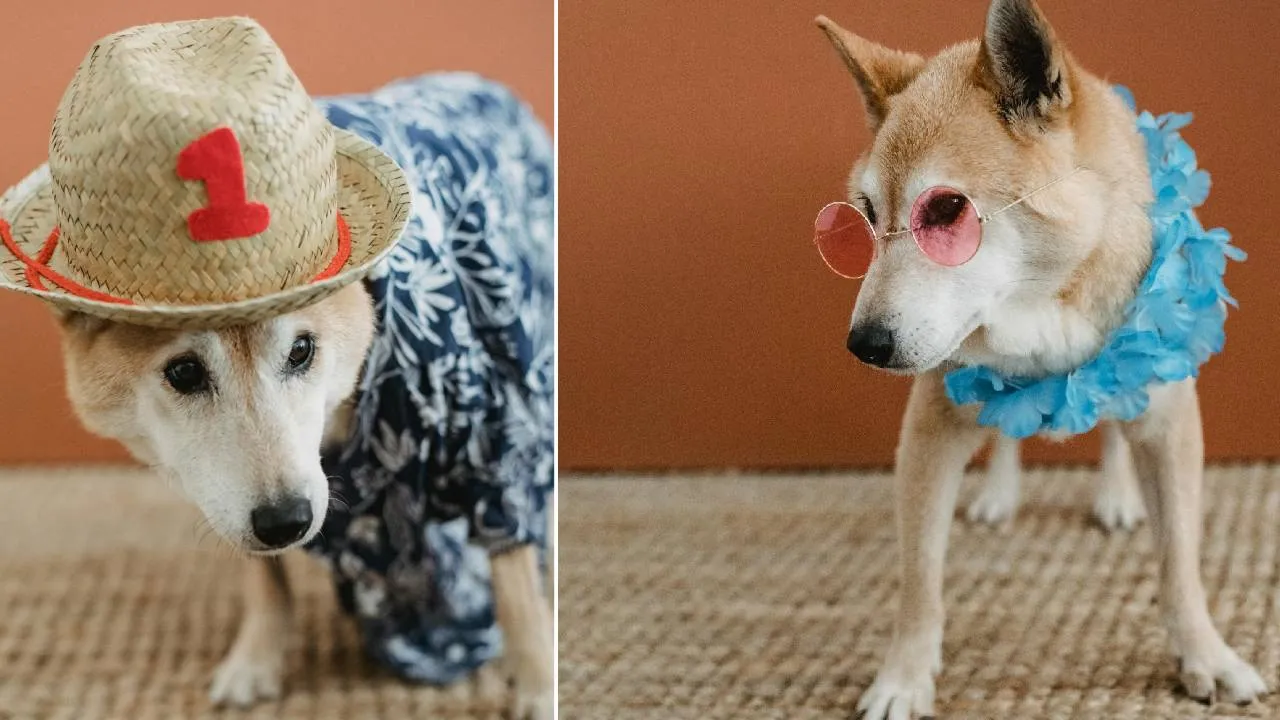 Summer Accessories 2026: ಬೇಸಗೆಯಲ್ಲಿ ಶ್ವಾನಗಳನ್ನು ಕೂಲಾಗಿರಿಸುವ ಆಕ್ಸೆಸರೀಸ್ - Image 1