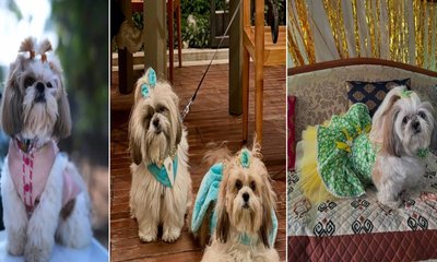 ನಾಯಿಮರಿಗಳಿಗೂ ಬಂತು ವೆಡ್ಡಿಂಗ್ ಫ್ಯಾಷನ್‌ವೇರ್ಸ್!