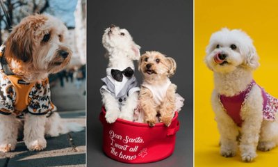 ವಿಂಟರ್ ಸೀಸನ್‌ಗೆ ಲಗ್ಗೆ ಇಟ್ಟ ನಯಾ ಡಾಗ್ ವೇರ್‌ಗಳಿವು!