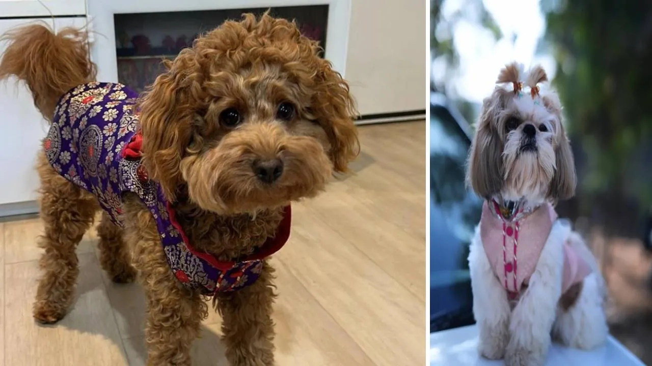 Dog Fashion 2026: ನಾಯಿಮರಿಗಳಿಗೂ ಬಂತು ವೆಡ್ಡಿಂಗ್ ಫ್ಯಾಷನ್‌ವೇರ್ಸ್! - Image 2