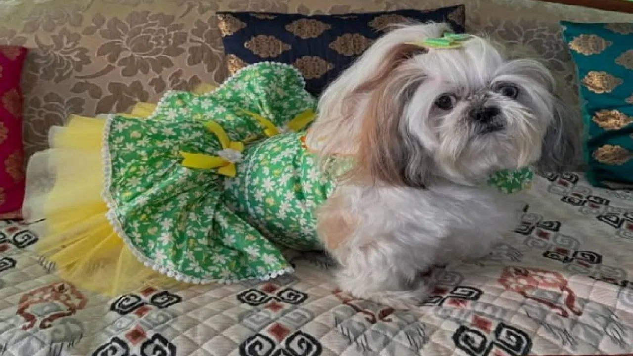 Dog Fashion 2026: ನಾಯಿಮರಿಗಳಿಗೂ ಬಂತು ವೆಡ್ಡಿಂಗ್ ಫ್ಯಾಷನ್‌ವೇರ್ಸ್! - Image 3