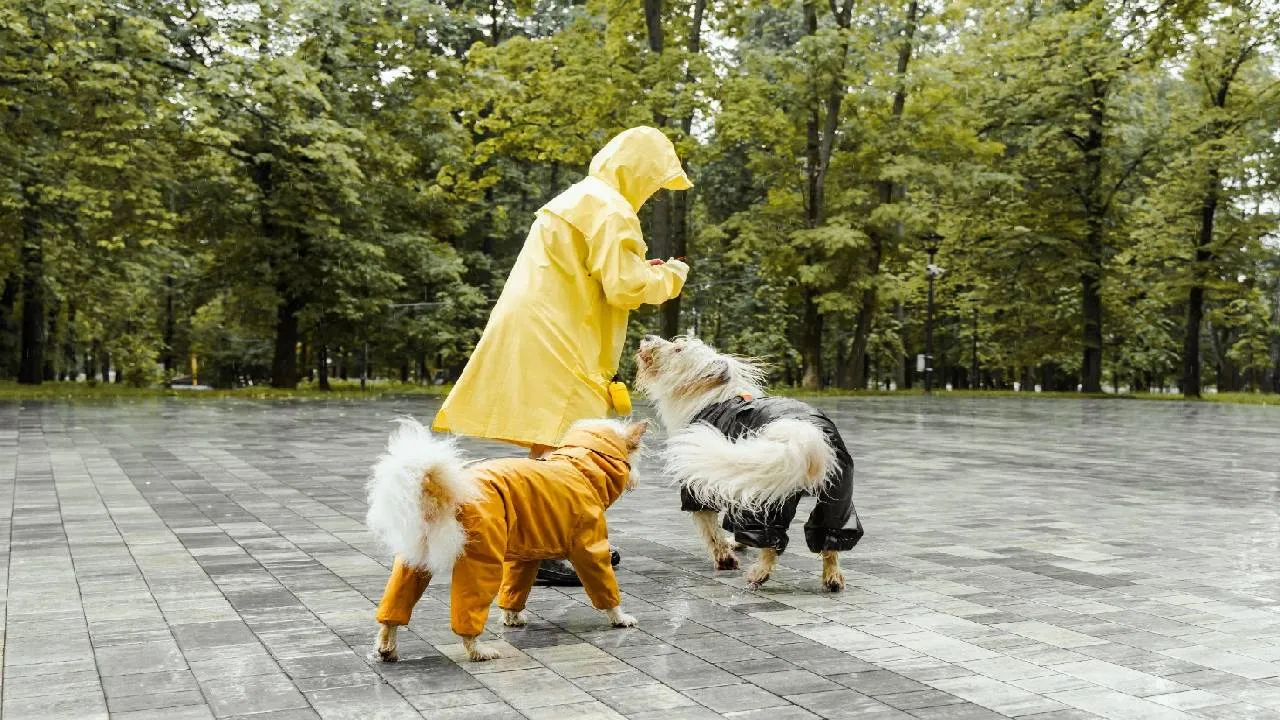 Monsoon Fashion 2026: ಮಳೆಗಾಲದಲ್ಲಿ ಶ್ವಾನಗಳಿಗೂ ಬಂತು ಟ್ರೆಂಡಿ ಫ್ಯಾಷನ್‌ವೇರ್ಸ್ - Image 1