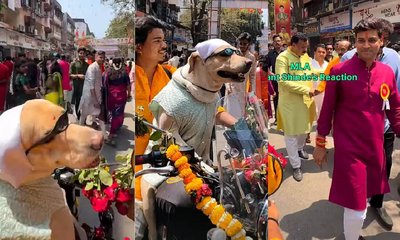 ಶೋಭಾ ಯಾತ್ರೆಯಲ್ಲಿ ನಾಯಿಯ ಬೈಕ್ ಸವಾರಿ; ವಿಡಿಯೊ ನೋಡಿ