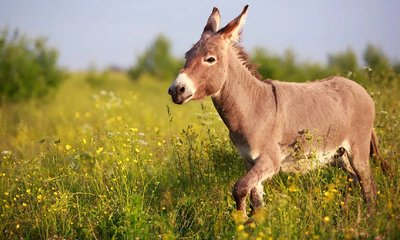 ಪಾಕಿಸ್ತಾನದ ಸಂಸತ್‌ಗೆ ಎಂಟ್ರಿ ಕೊಟ್ಟ ಕತ್ತೆ