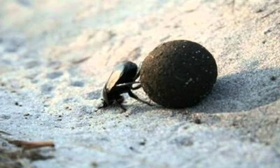 Roopa Gururaj Column: ಸಗಣಿ ಉಂಡೆ ಮತ್ತು ಕರ್ಮದ ಫಲ