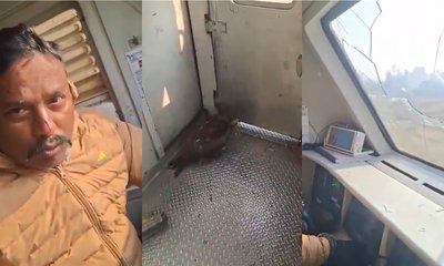 ವೇಗವಾಗಿ ಚಲಿಸುತ್ತಿದ್ದ ರೈಲಿನ ವಿಂಡ್‌ಸ್ಕ್ರೀನ್‌ಗೆ ಹದ್ದು ಡಿಕ್ಕಿ