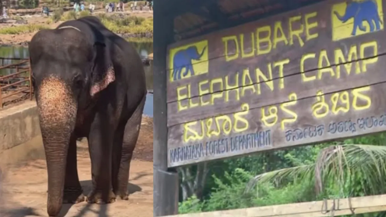 Elephant Marthanda Dies: ದುಬಾರೆಯಲ್ಲಿ ಸಾಕಾನೆಗಳ ಕಾಳಗ; ಗಾಯಗೊಂಡಿದ್ದ ʼಮಾರ್ತಾಂಡʼ ಆನೆ ಚಿಕಿತ್ಸೆ ಫಲಿಸದೆ ಸಾವು