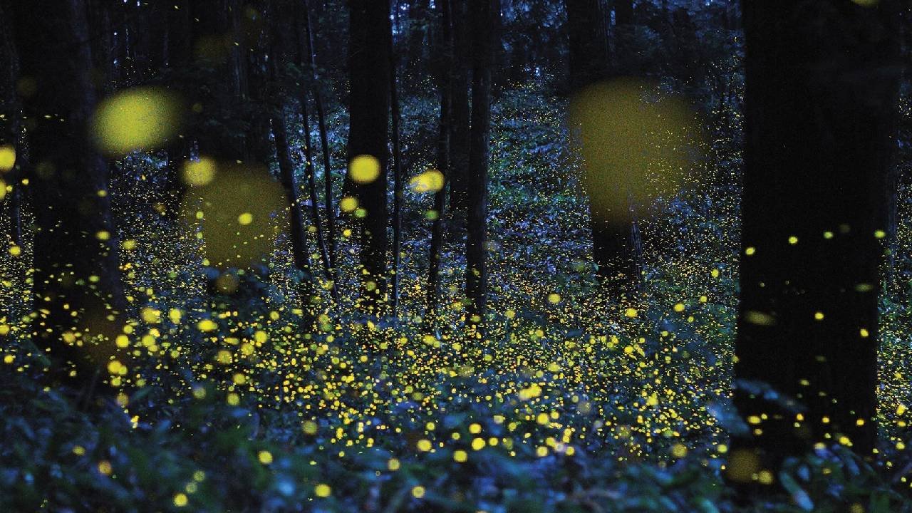 Firefly Festival: ಮಿಂಚುಹುಳಗಳನ್ನು ಕಣ್ತುಂಬಿಕೊಳ್ಳಬೇಕೆ? ಮಹಾರಾಷ್ಟ್ರದ ಈ ತಾಣಗಳಿಗೆ ಭೇಟಿ ನೀಡಿ