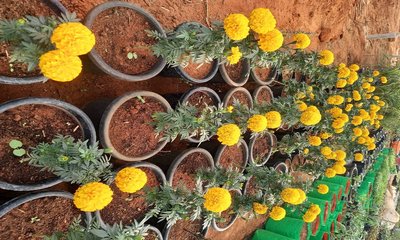 ಜಿಲ್ಲಾ ಕ್ರೀಡಾಂಗಣದಲ್ಲಿ ಜಿಲ್ಲಾ ಮಟ್ಟದ ಫಲಪುಷ್ಪ ಪ್ರದರ್ಶನ