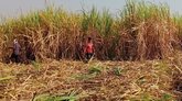 ಕಬ್ಬು ಕಟಾವಿಗೆ ಕಾರ್ಮಿಕರ ಕೊರತೆ