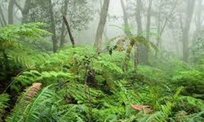 Vishweshwar Bhat Column: ಇಲ್ಲಿ ಈಗಿರುವುದು ಒಂದೇ ಆನೆ !