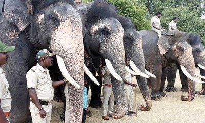 ಇಂದು ಮೈಸೂರಿಗೆ ಗಜಪಡೆ ಆಗಮನ