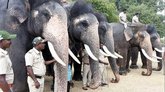 ಇಂದು ಮೈಸೂರಿಗೆ ಗಜಪಡೆ ಆಗಮನ